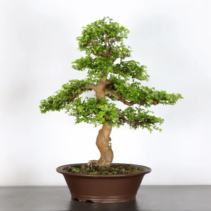 image supplémentaire - CHINESE ELM "Ulmus...