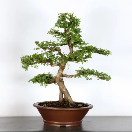 Bonsai Orme de Chine OR-4-1