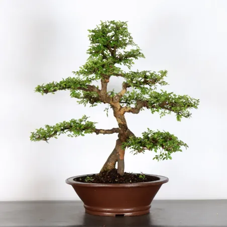 image supplémentaire - ORME DE CHINE "Ulmus...