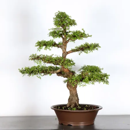 Bonsai Orme de Chine OR-4-2
