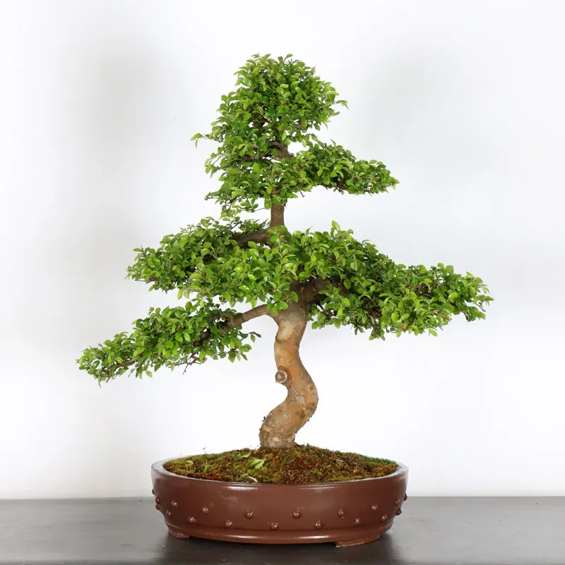 image supplémentaire - CHINESE ELM "Ulmus...