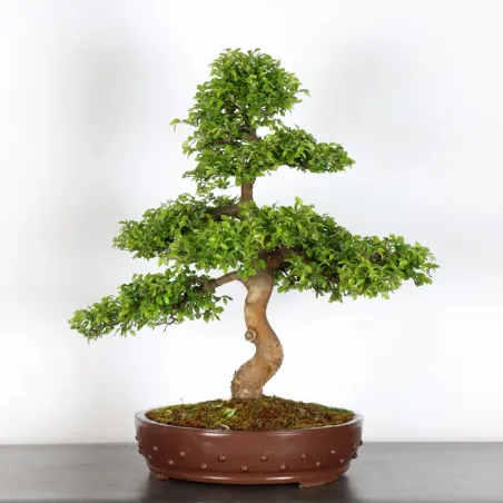 image supplémentaire - ORME DE CHINE "Ulmus...