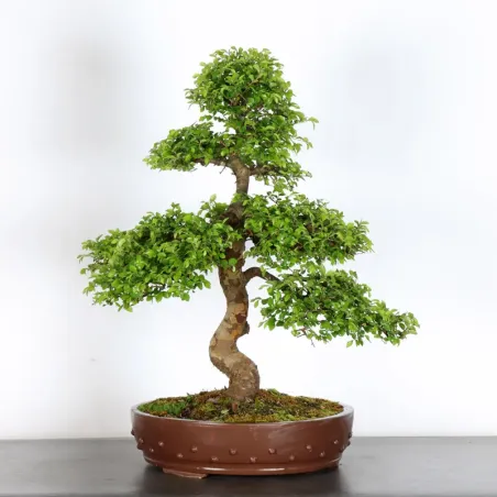 ORME DE CHINE "Ulmus parvifolia" 3-12