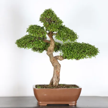 CHINESE ELM "Ulmus parvifolia" 5-11