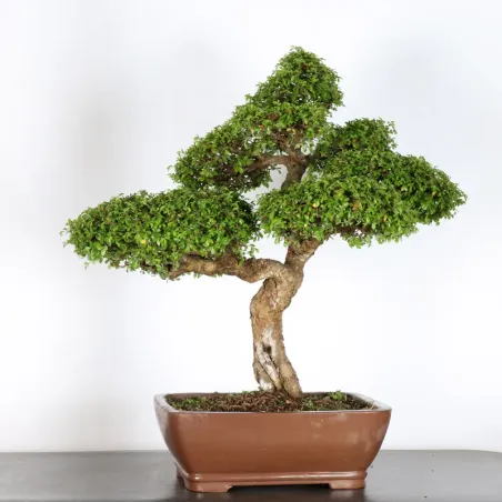 image supplémentaire - ORME DE CHINE "Ulmus...