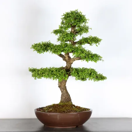 Bonsai Chinese Elm OR-3-5