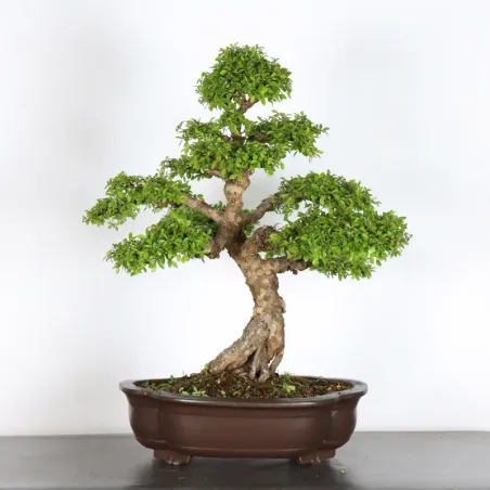 CHINESE ELM "Ulmus parvifolia" 2-11