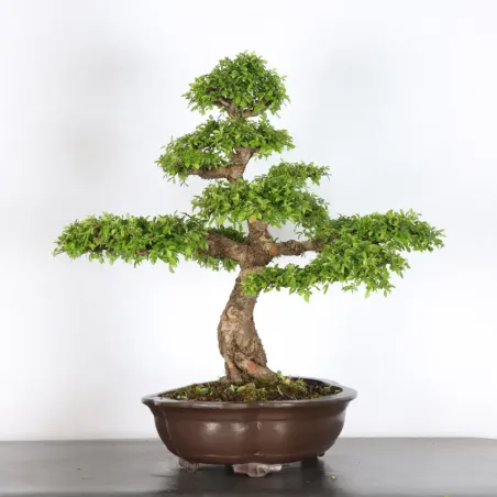 image supplémentaire - ORME DE CHINE "Ulmus...