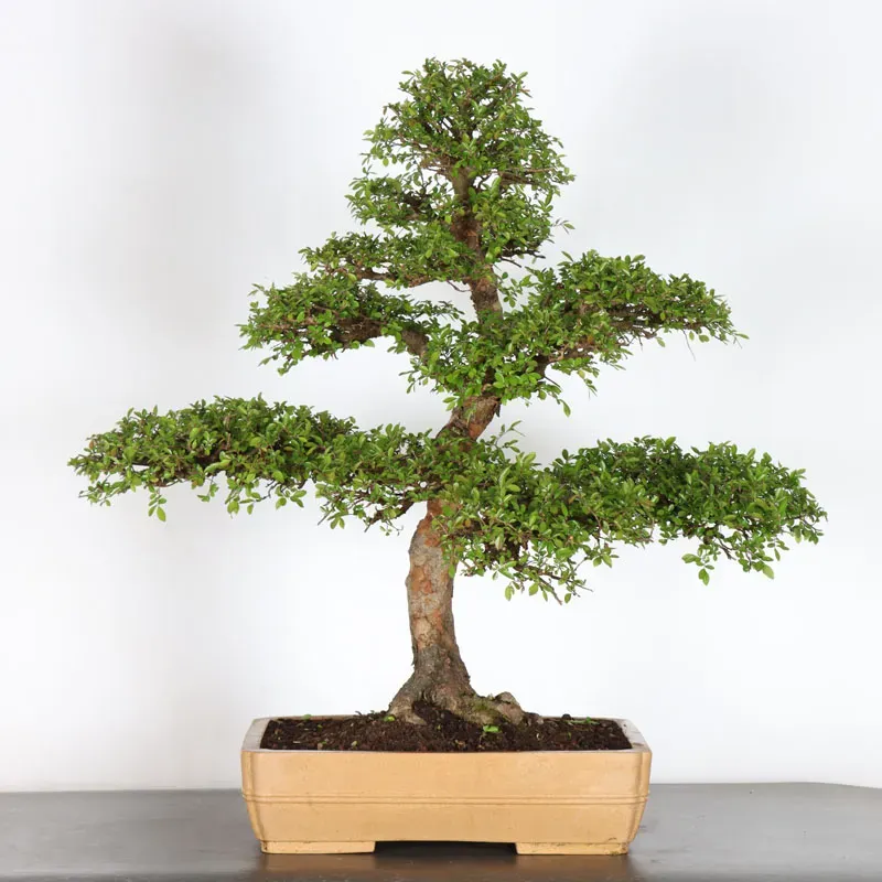 Chinese elm "ulmus parvifolia" 4-6 (Cracked pot)