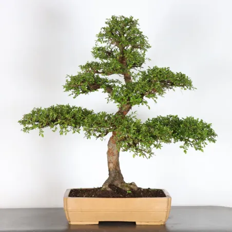 Bonsai Orme de Chine OR-4-6