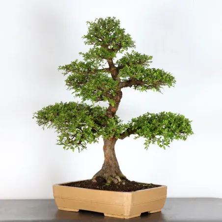 image supplémentaire - Chinese elm "ulmus...