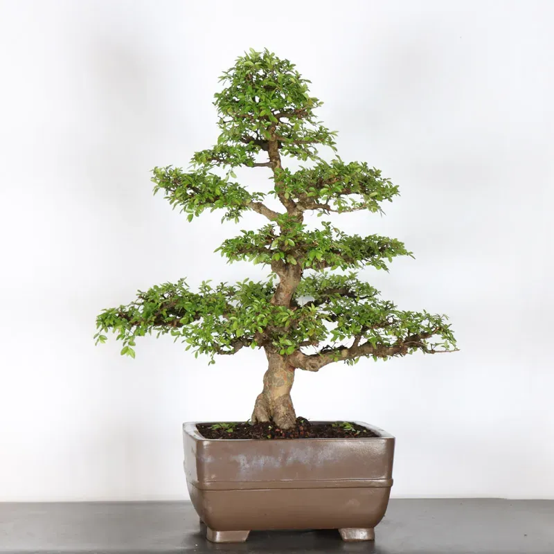 image supplémentaire - ORME DE CHINE "Ulmus...