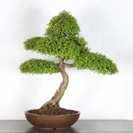 Bonsai Orme de Chine OR-5-2