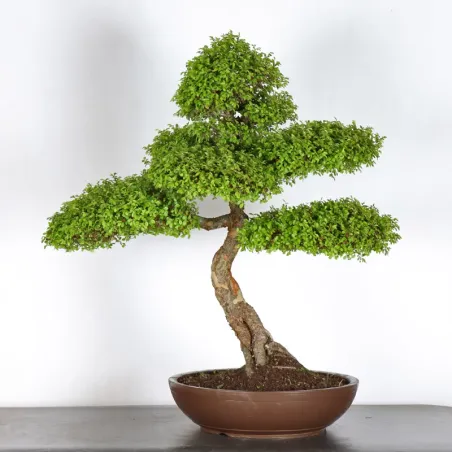 image supplémentaire - ORME DE CHINE "Ulmus...
