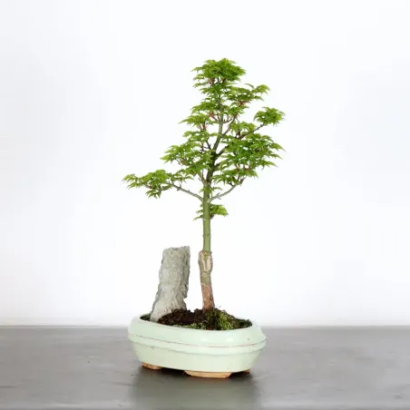 image supplémentaire - Érable du japon "ACER...