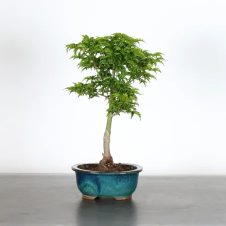 Érable du japon "ACER SHISHIGASHIRA" 1-8