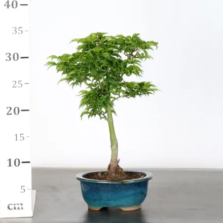 image supplémentaire - Érable du japon "ACER...