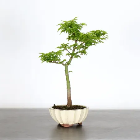 Palmatum Shishigashira Maple Bonsai AS-2-2