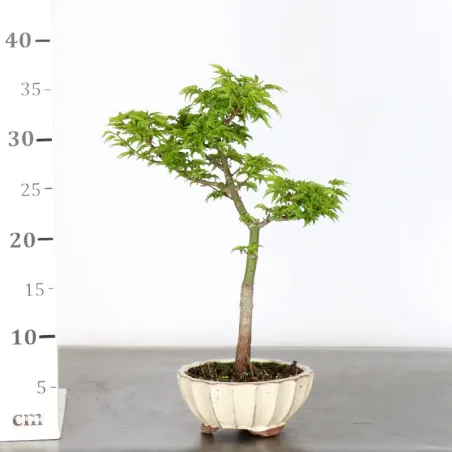 image supplémentaire - JAPANESE MAPLE "ACER...