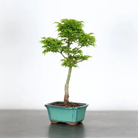 Érable du japon "ACER SHISHIGASHIRA" 2-6
