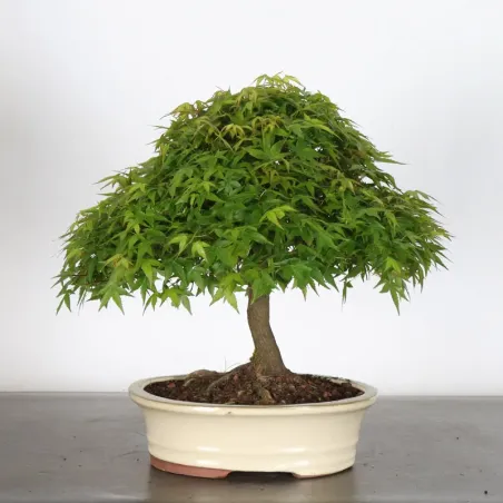 Kiyohime Maple Bonsai AK-1-1
