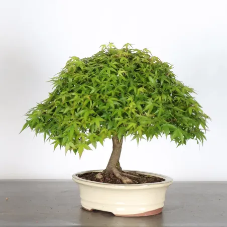 image supplémentaire - Japanese Maple "ACER...