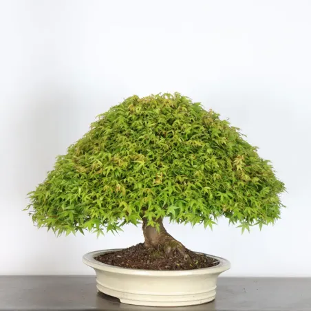 image supplémentaire - Japanese maple "ACER...
