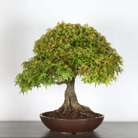 Bonsai Erable Kiyohime AK-1-10