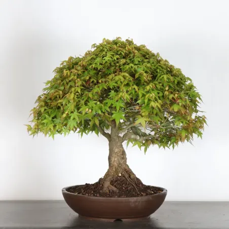 image supplémentaire - Érable japonais "ACER...