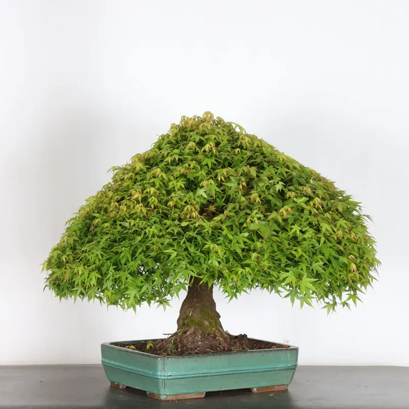 image supplémentaire - Érable du japon "ACER...