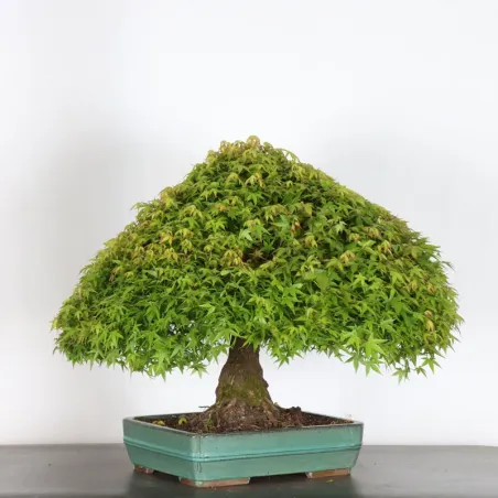image supplémentaire - Érable du japon "ACER...