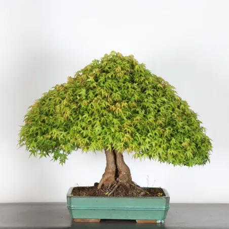 Bonsai Erable Kiyohime AK-1-11