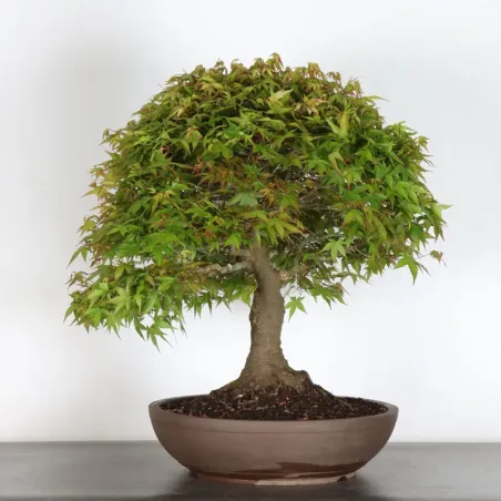 Japanese maple "ACER KIYOHIME" 1-12