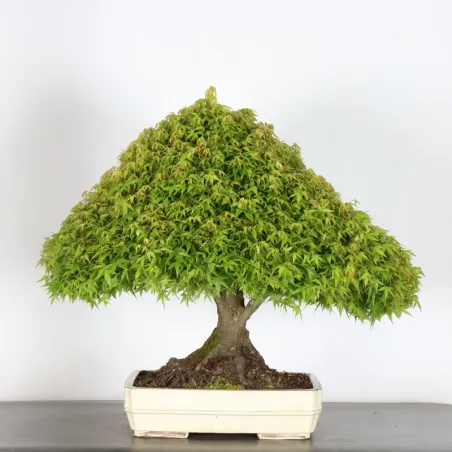 Bonsai Erable Kiyohime AK-1-13