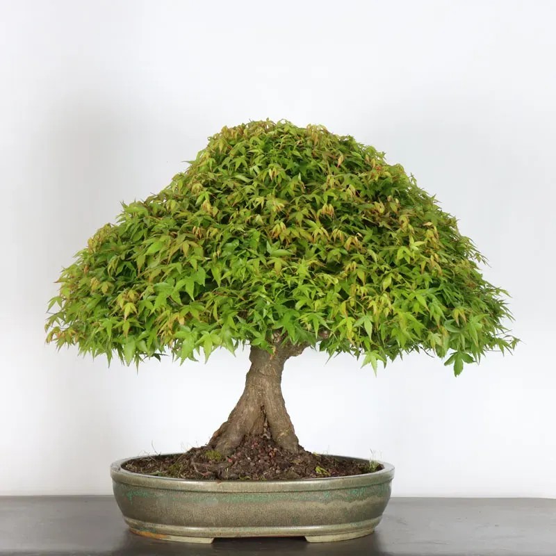 image supplémentaire - Japanese maple "ACER...