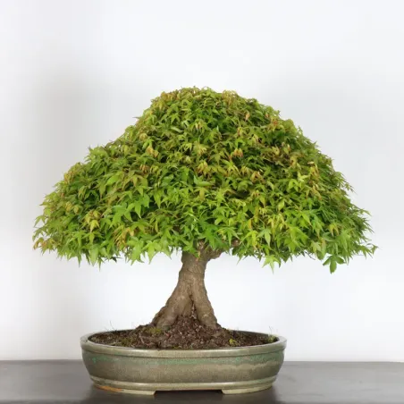 image supplémentaire - Japanese maple "ACER...