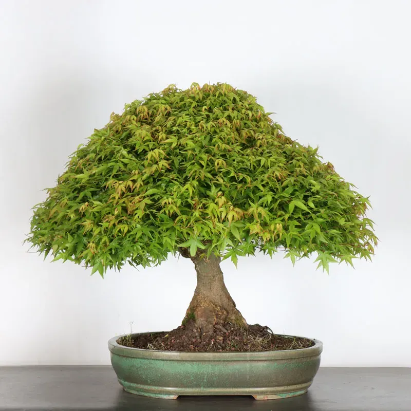 Japanese maple "ACER KIYOHIME" 1-14