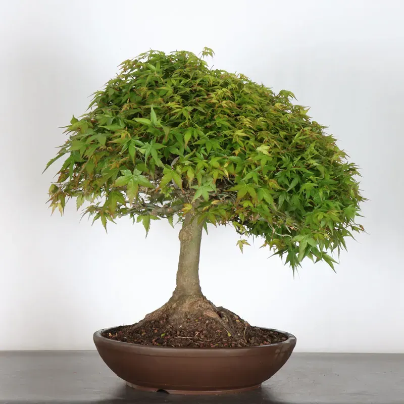 Japanese maple "ACER KIYOHIME" 1-15