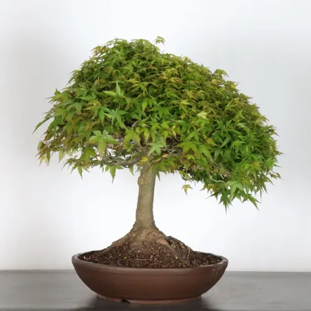 Japanese maple "ACER KIYOHIME" 1-15