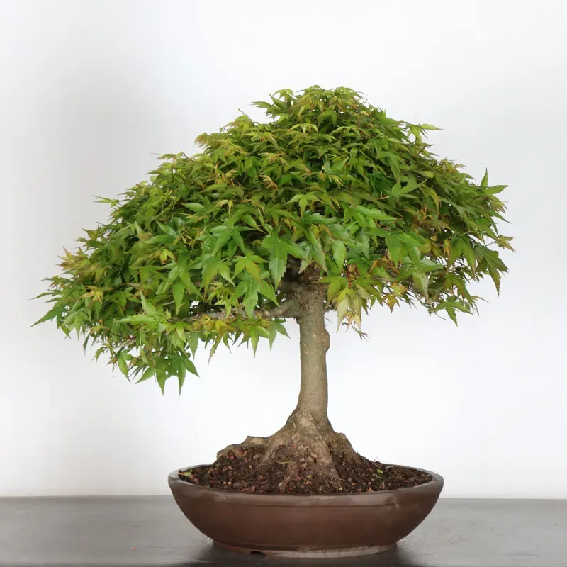 image supplémentaire - Japanese maple "ACER...