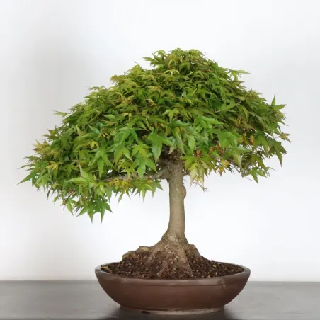 image supplémentaire - Érable japonais "ACER...