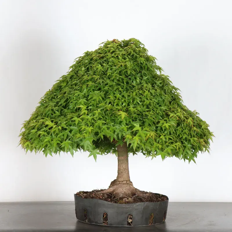 image supplémentaire - Japanese maple "ACER...