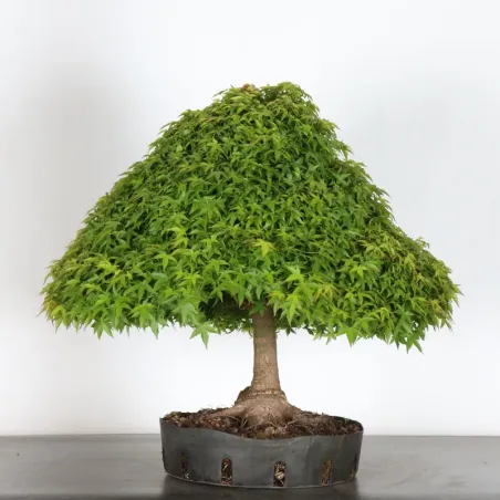image supplémentaire - Japanese maple "ACER...