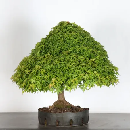 Érable du Japon "ACER KIYOHIME" 1-17
