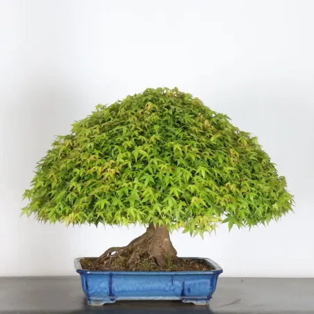 image supplémentaire - Japanese maple "ACER...