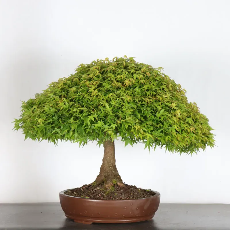 Japanese maple "ACER KIYOHIME" 1-20