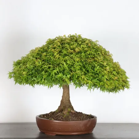 Érable japonais "ACER KIYOHIME" 1-20