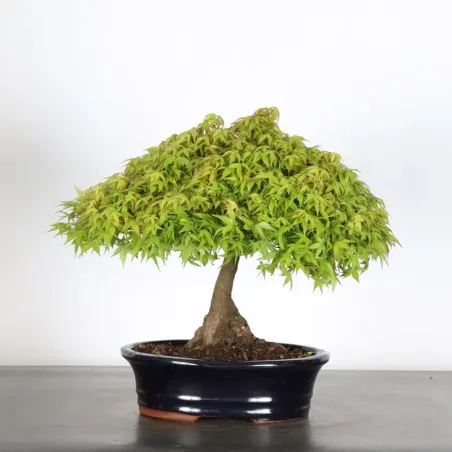 Kiyohime Maple Bonsai AK-1-3