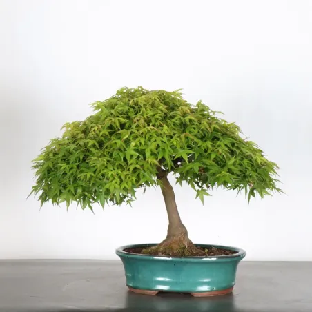 image supplémentaire - Érable Japonais "ACER...