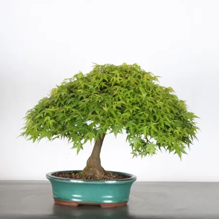 Bonsai Erable Kiyohime AK-1-5